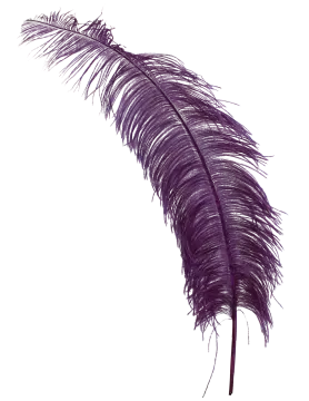 a feather on a white background