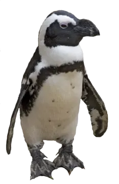 a small penguin standing on its hinds