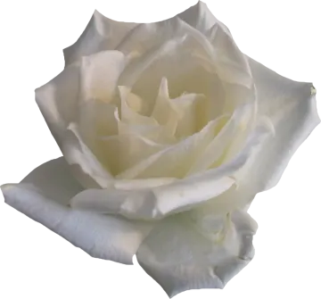a white rose is shown in this image