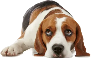 a brown and white dog laying down on the ground