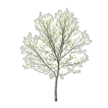 a tree with white flowers on it