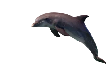 a dolphin jumping in the air