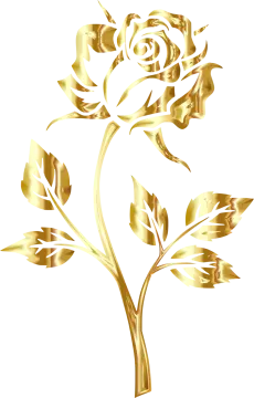 a gold rose on a white background