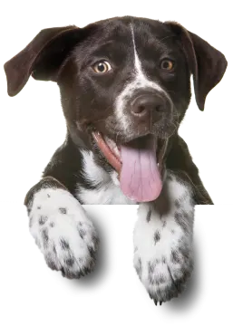 a black and white dog with its tongue out