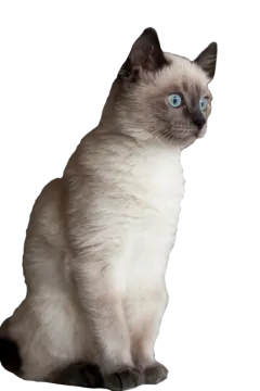 a white cat with blue eyes sitting down