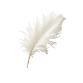 a feather on a white background