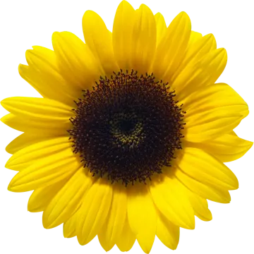 a yellow flower on a white background