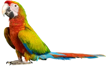 a colorful parrot sitting on top of a white surface