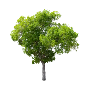a tree on a white background