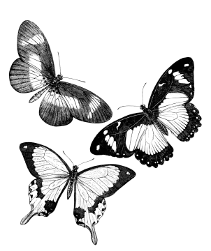 two black and white butterflies