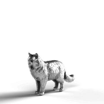 a black and white cat on a white background