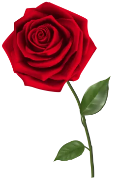 a red rose on a white background