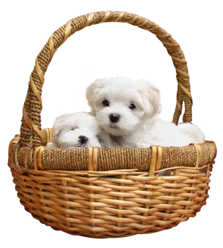 two small white dogs in a wicker basket
