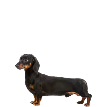 a small black and brown dog standing on a white surface