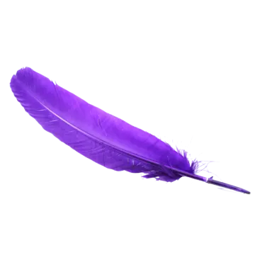 a purple feather on a white background