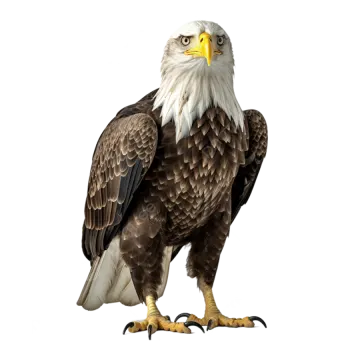 an eagle standing on a white background