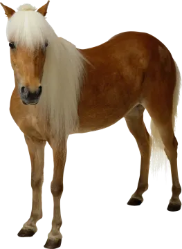 a brown and white horse standing on a white background