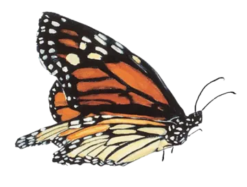 a monarch butterfly on a white background