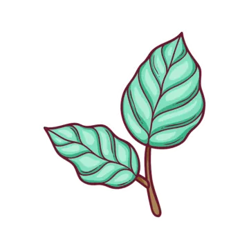 a green leaf on white background