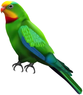 a green parrot sitting on top of a white background