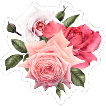 a watercolor painting of pink and white roses