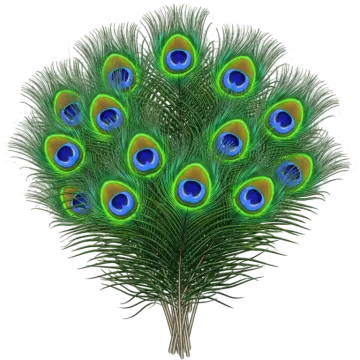 a bunch of peacock feathers on a white background