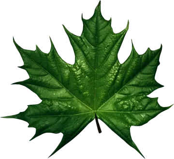 a green leaf on a white background