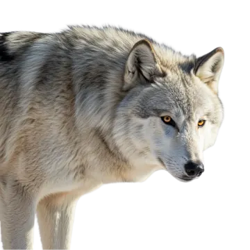 a gray wolf standing in the snow
