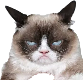 a cat with blue eyes sitting on the floor