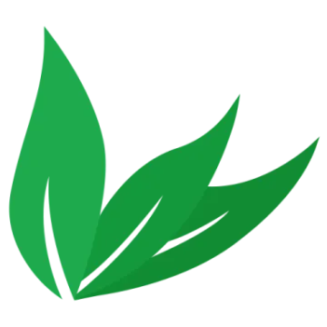a green leaf on a white background