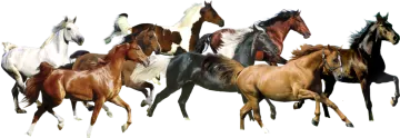 a group of horses