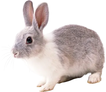 a gray and white rabbit on a white background