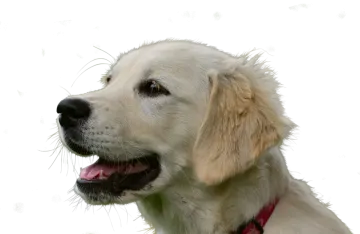 a close up of a dog with its mouth open