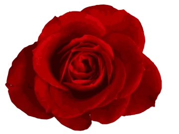 a red rose on a white background