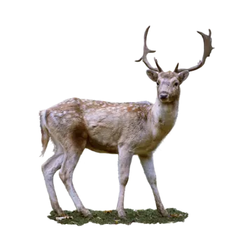 a deer standing on top of a grass covered field