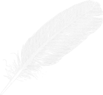 a feather on a white background
