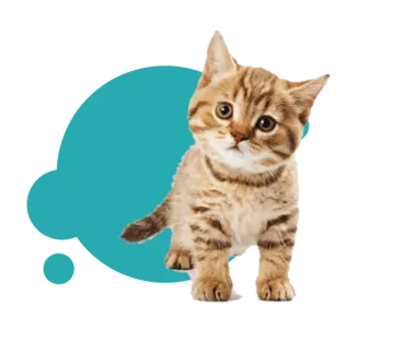 a small kitten with an empty speech bubble