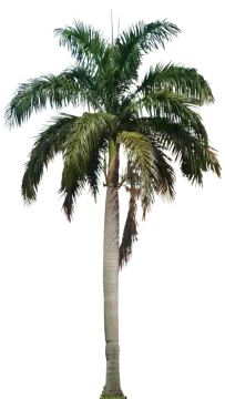 a palm tree on a white background