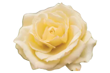 a yellow rose on a white background