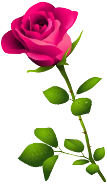 a pink rose on a white background