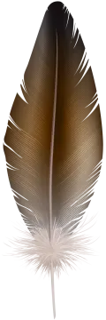 a feather on a white background