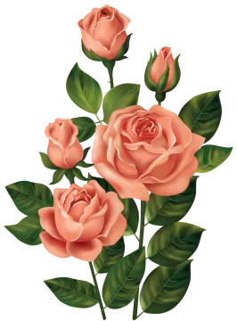 three pink roses with green leaves on a white background
