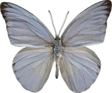 a blue butterfly on a white background