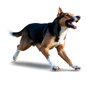 a dog running on a white background