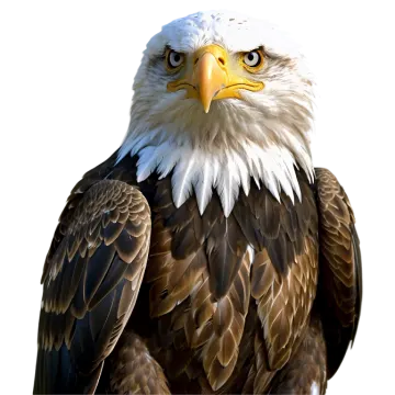 a close up of a bald eagle's head