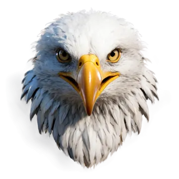the head of a bald eagle