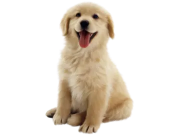 a golden retrieve dog sitting down with its tongue out