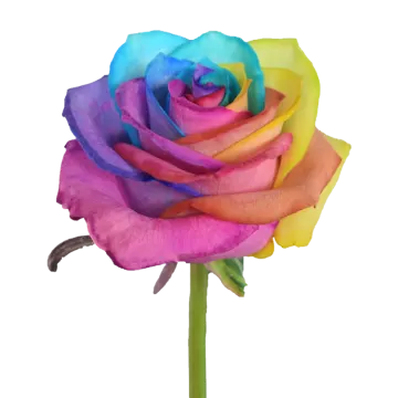 a rainbow colored rose on a white background