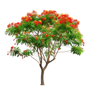 a tree with red flowers and green leaves