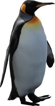 a close up of a penguin on a white background